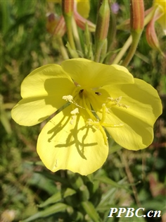 54、黄花月见草（.jpg