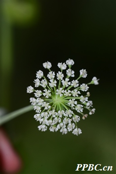 75、白芷（.jpg